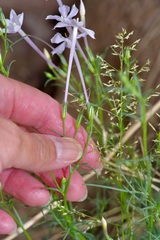 Ipomopsis longiflora
