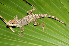 Anolis scriptus
