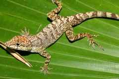 Anolis scriptus