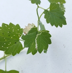 Amauromyza labiatarum