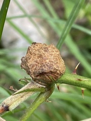 Lasioptera rubi