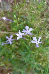Ipomopsis longiflora