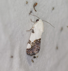 Tarache tetragona