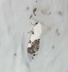 Tarache tetragona