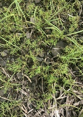 Spergularia canadensis