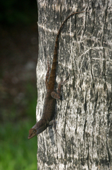 Anolis scriptus