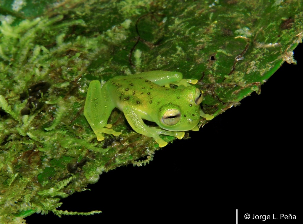 Florencia Cochran Frog