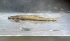 Notropis nubilus