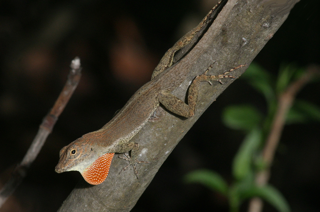 Silver Key Anole