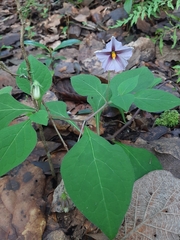 Lycianthes ciliolata