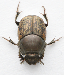Onthophagus fracticornis