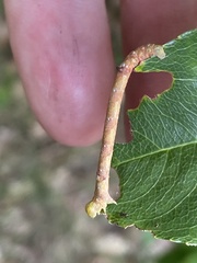 Cyclophora albipunctata