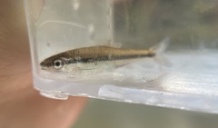 Notropis nubilus