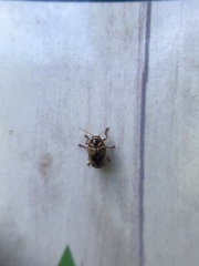 Cryptocephalus mutabilis