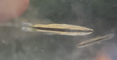Fundulus olivaceus