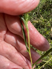 Eurybia spectabilis
