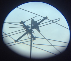 Streptopelia decaocto