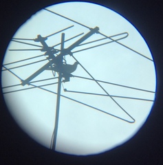 Streptopelia decaocto