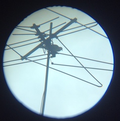 Streptopelia decaocto