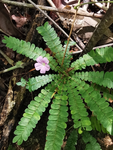 Biophytum dendroides