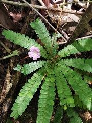 Biophytum dendroides