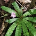 Biophytum dendroides - Photo (c) Pablo Carrillo-Reyes, some rights reserved (CC BY-NC), uploaded by Pablo Carrillo-Reyes