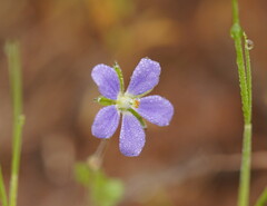 Erodium crinitum