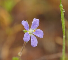 Erodium crinitum
