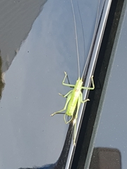 Meconema meridionale