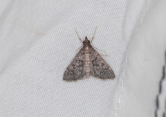 Steniodes declivalis