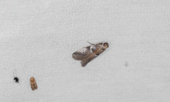 Quasisalebria atratella