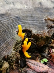 Calocera furcata