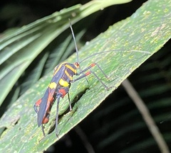 Schaeferocoris ecuadorensis