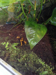 Dendrobates leucomelas