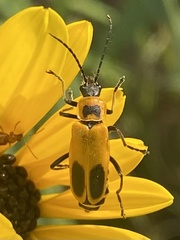 Chauliognathus pensylvanicus