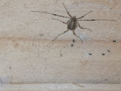 Paroligolophus