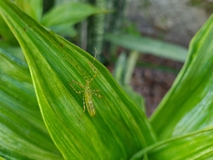 Zelus armillatus