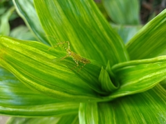 Zelus armillatus