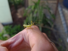 Zelus armillatus