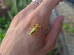 Zelus armillatus