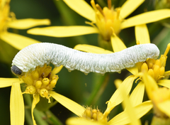Tenthredo rubricoxis