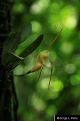 Masdevallia constricta