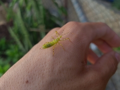 Zelus armillatus