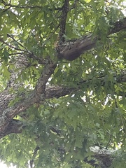 Sciurus carolinensis