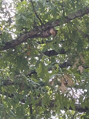 Sciurus carolinensis