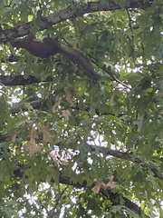 Sciurus carolinensis