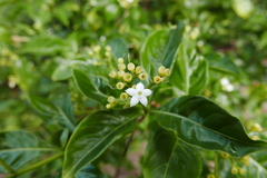 Eumachia microdon