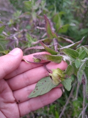 Ipomoea decasperma