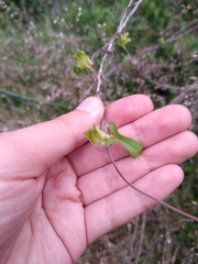 Ipomoea decasperma