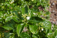 Eumachia microdon